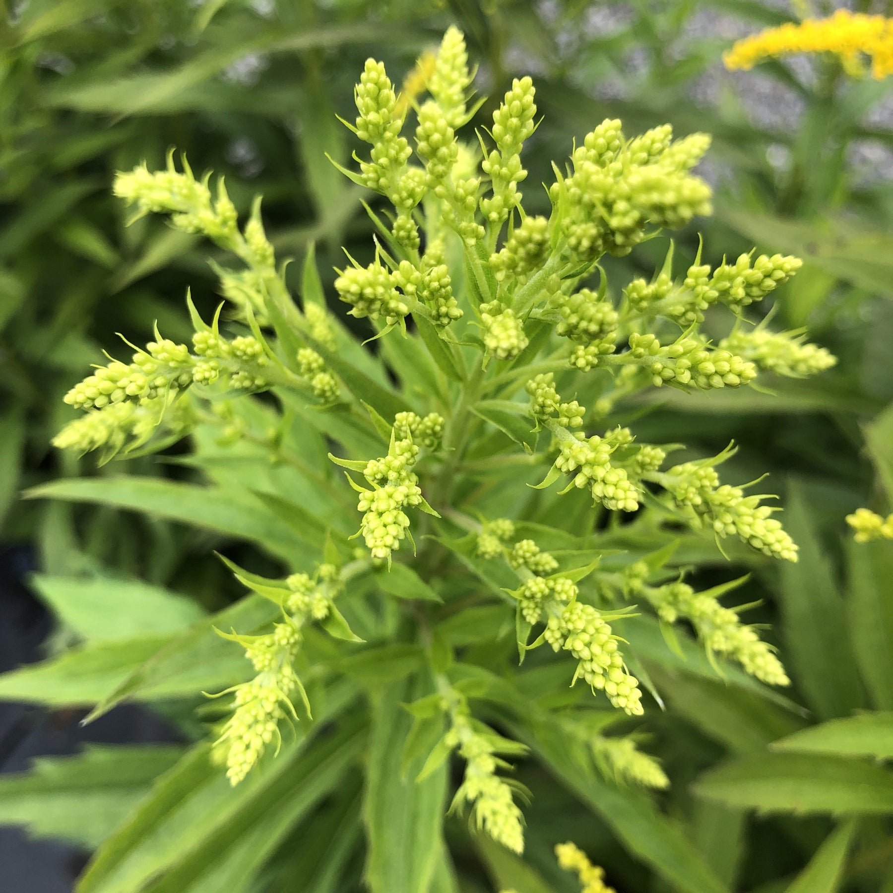 Solidago Golden Rockets Solidago canadensis | Baby Gold – Addenbrooke