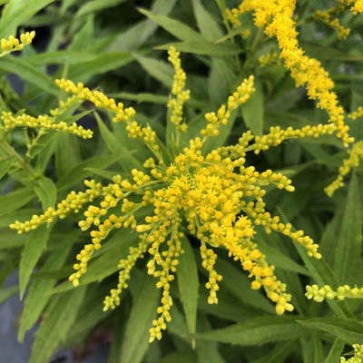 Puriri Lane | Solidago canadensis | Golden Baby