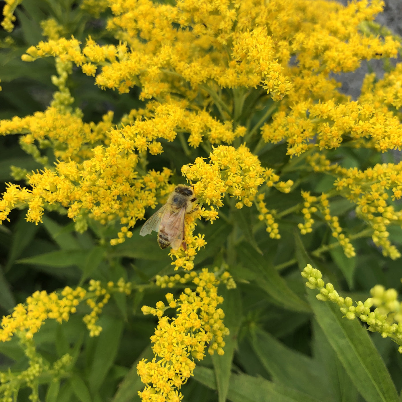 Puriri Lane | Solidago canadensis | Golden Baby