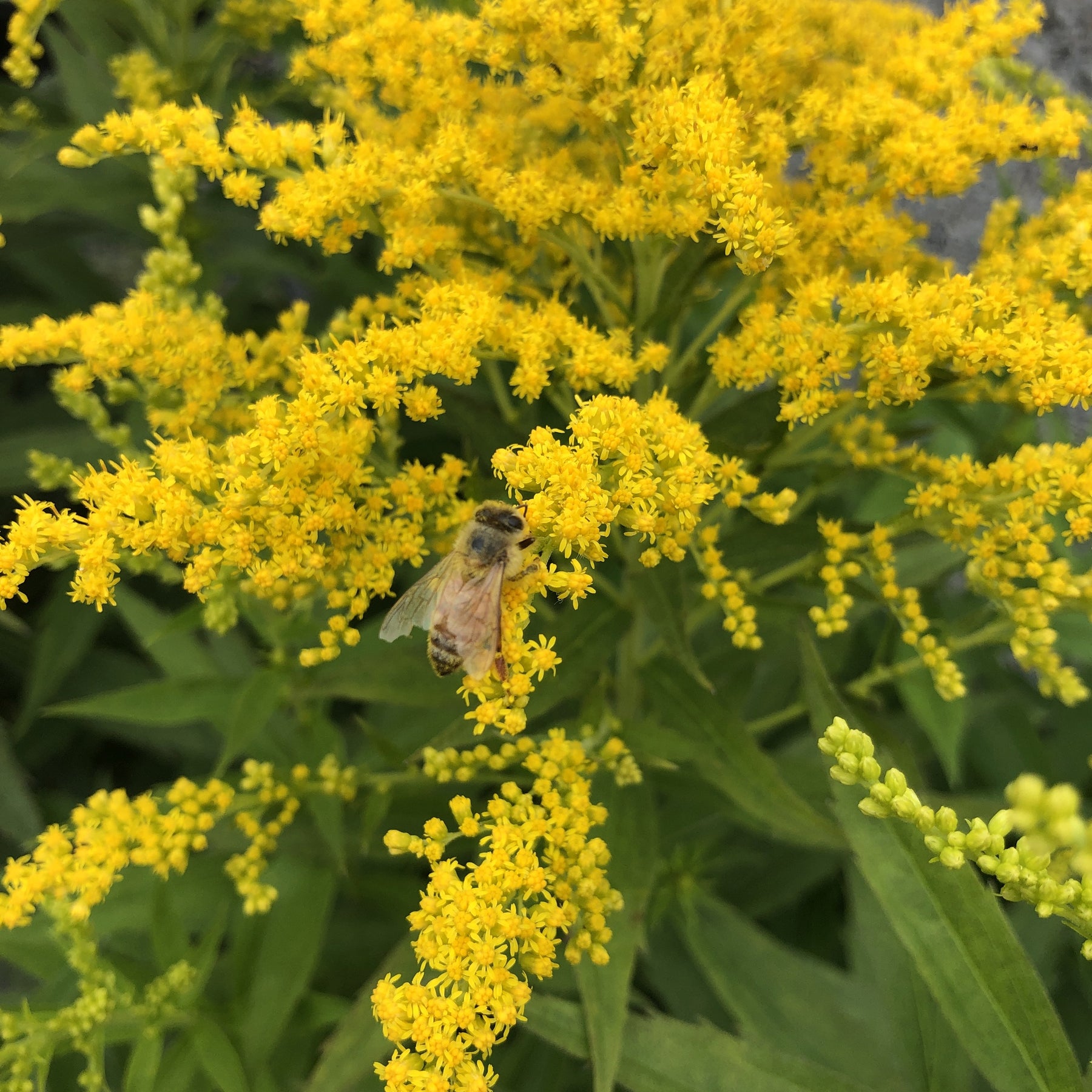 Solidago canadensis | Baby Gold – Addenbrooke