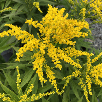 Puriri Lane | Solidago canadensis | Golden Baby