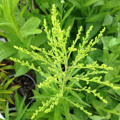 Puriri Lane | Solidago canadensis | Golden Baby