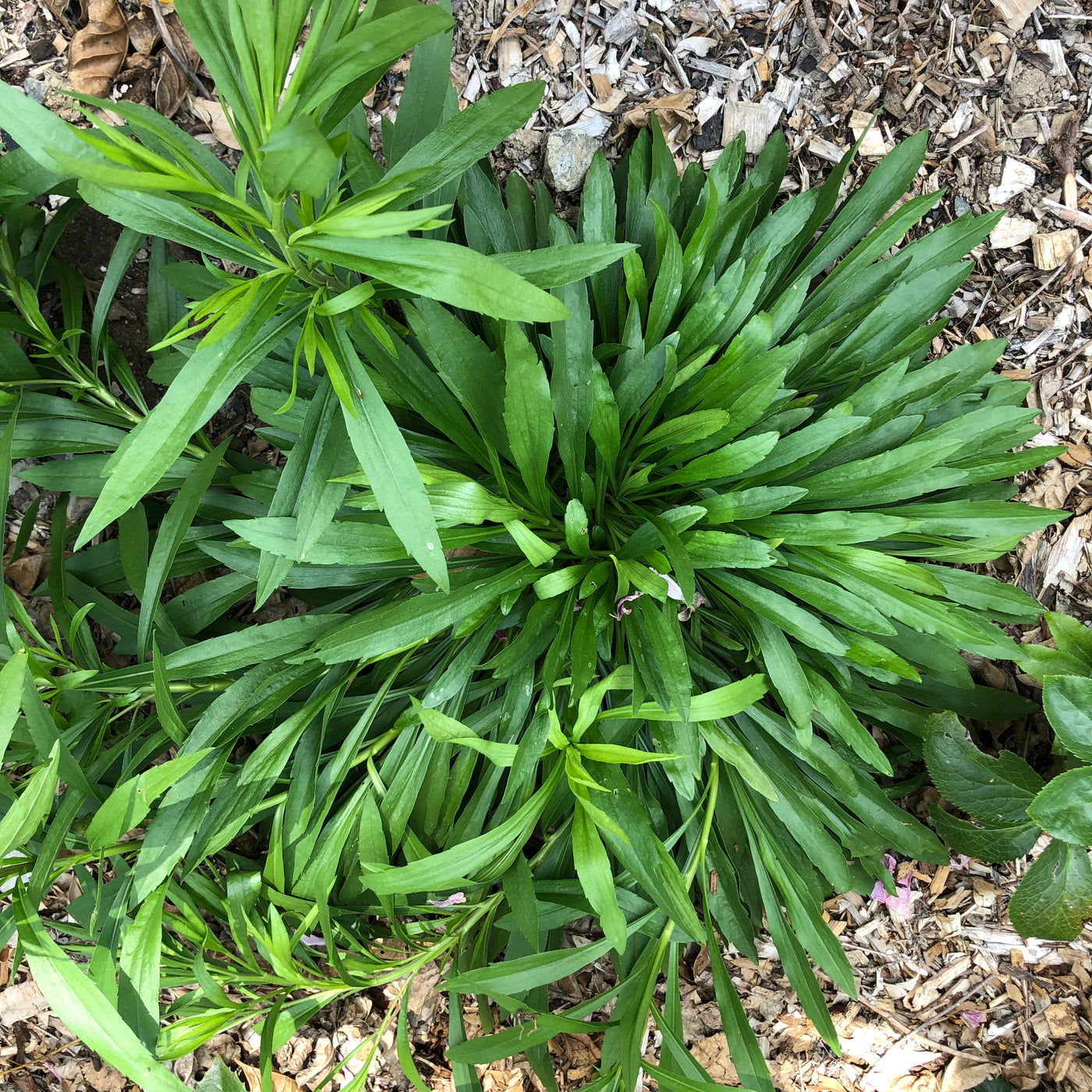 Puriri Lane | Solidago ptarmacoides