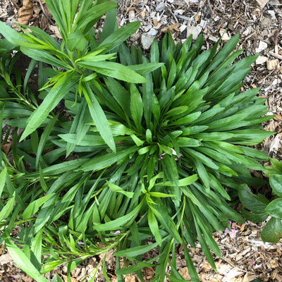 Puriri Lane | Solidago ptarmacoides