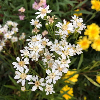 Puriri Lane | Solidago ptarmacoides