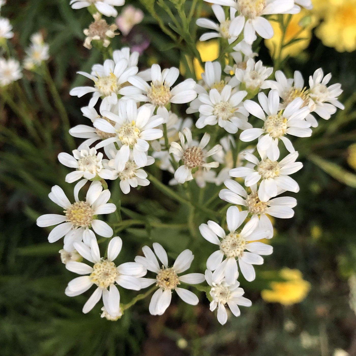 Puriri Lane | Solidago ptarmacoides