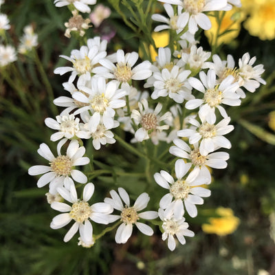 Puriri Lane | Solidago ptarmacoides