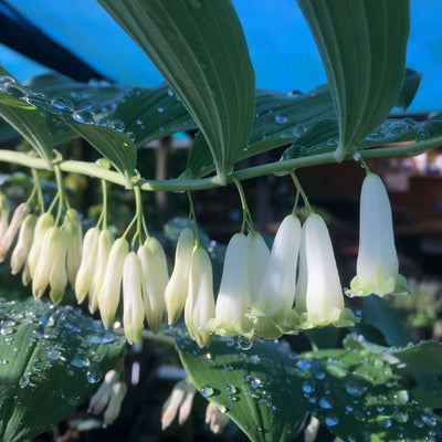 Puriri Lane | Polygonatum multiflorum | Solomons Seal