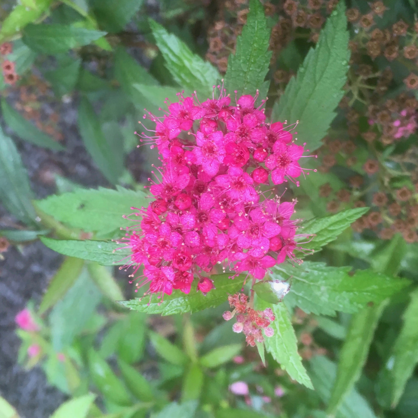 Puriri Lane | Spirea japonica | Anthony Waterer