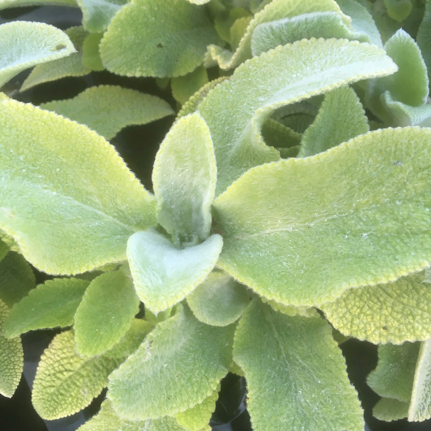 Puriri Lane | Stachys byzantina | Limelight