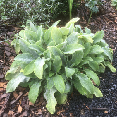 Puriri Lane | Stachys byzantina | Limelight
