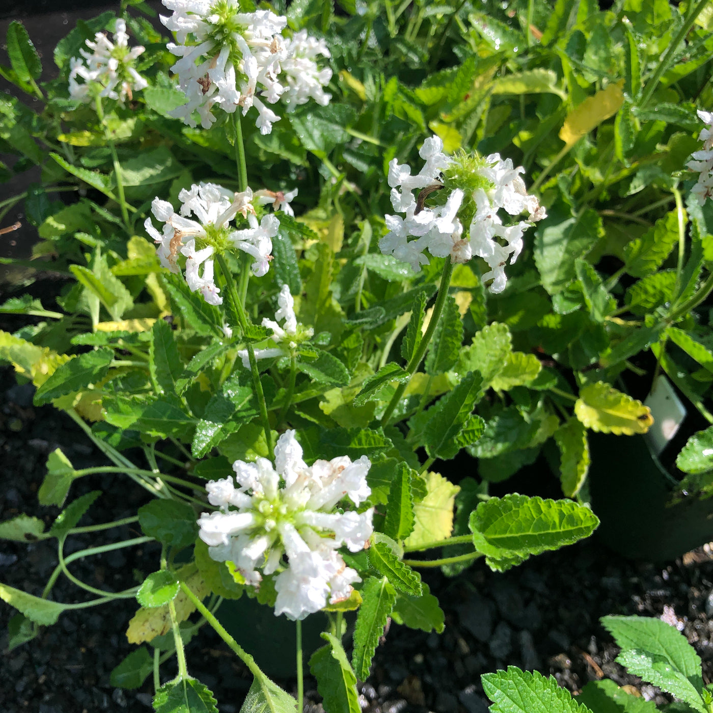 Puriri Lane | Stachys officinalis Alba