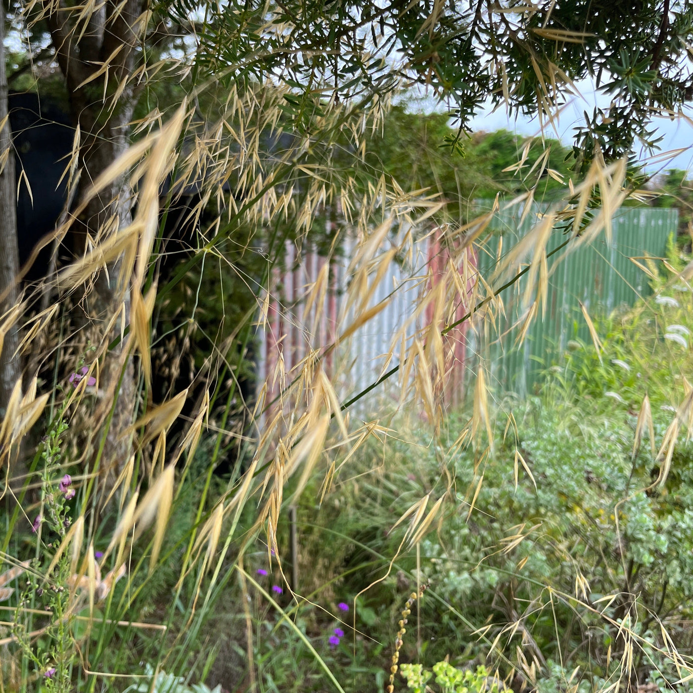 Puriri Lane | Stipa gigantea