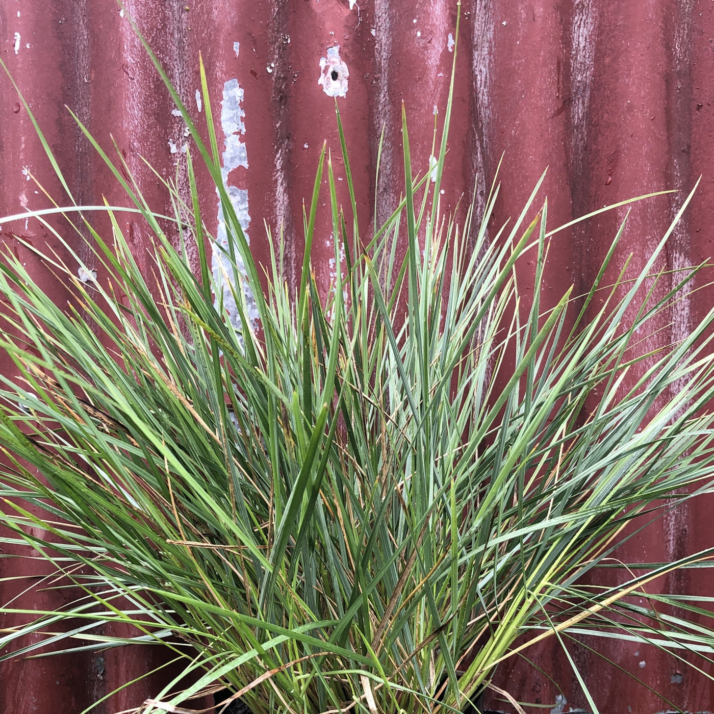 Puriri Lane | Stipa gigantea | Golden Oats