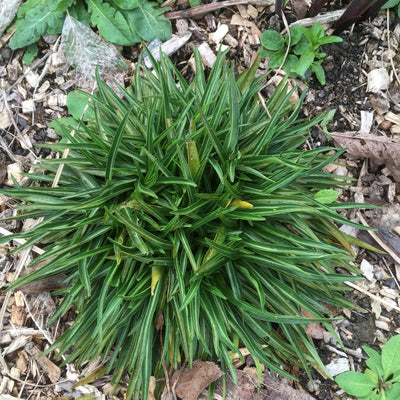 Puriri Lane | Stokesia laevis | Peachies Pick
