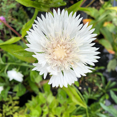 Puriri Lane | Stokesia laevis | Alba