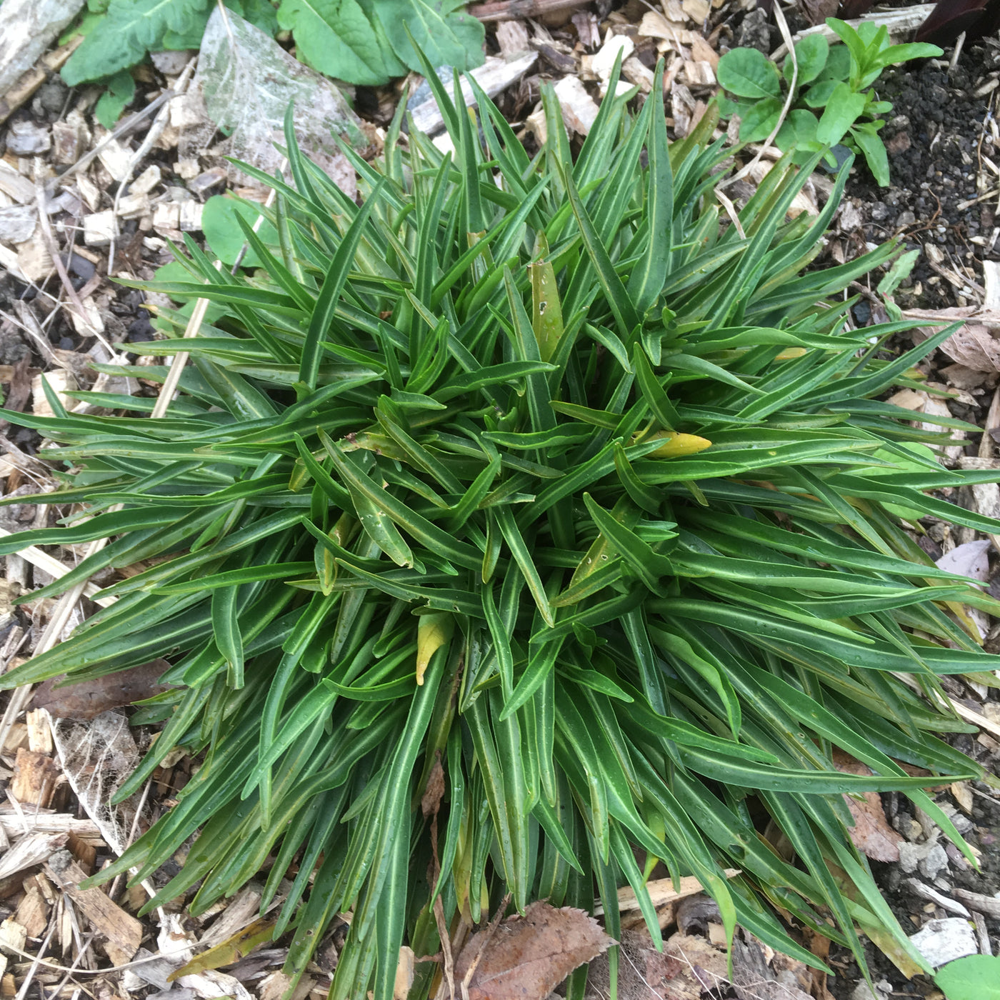Puriri Lane | Stokesia laevis | Mary Gregory