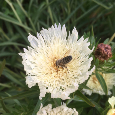 Puriri Lane | Stokesia laevis | Mary Gregory