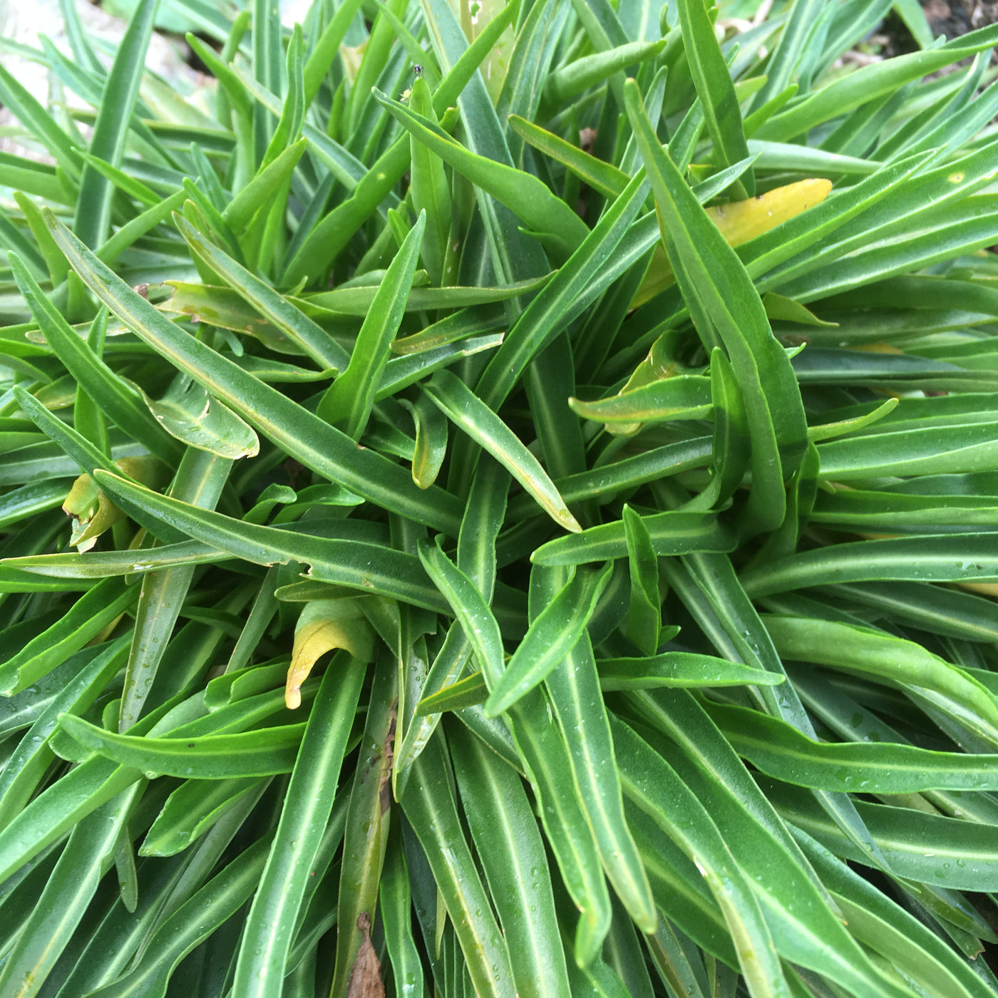 Puriri Lane | Stokesia laevis | Mary Gregory