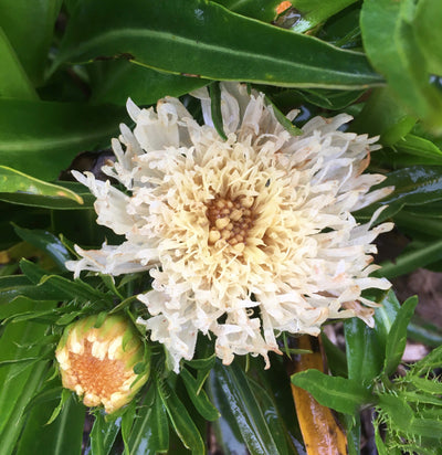 Puriri Lane | Stokesia  laevis | Mary Gregory