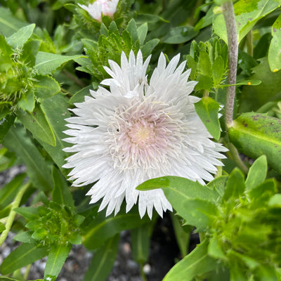 Stokesia laevis | Alba