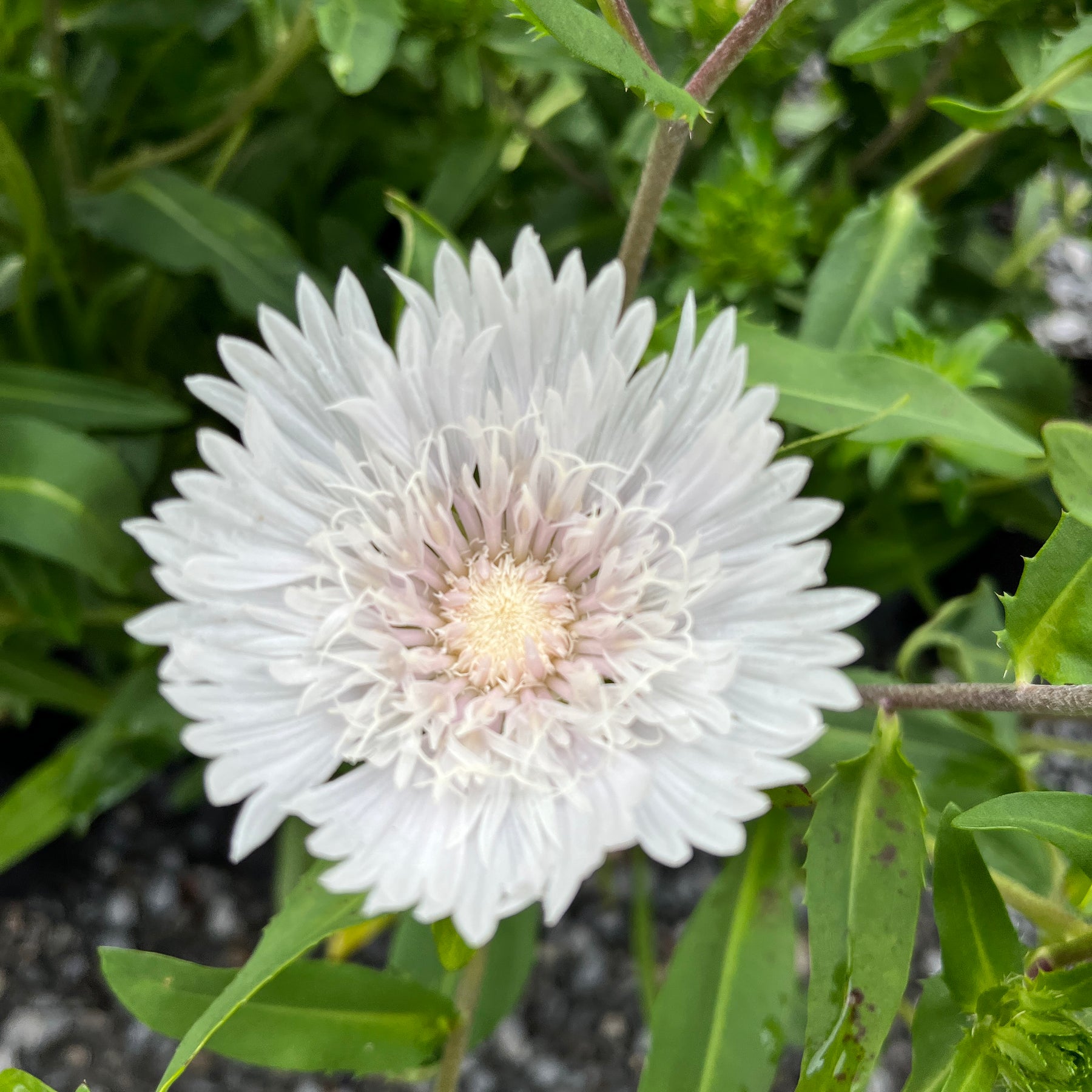 Stokesia laevis | Alba – Addenbrooke