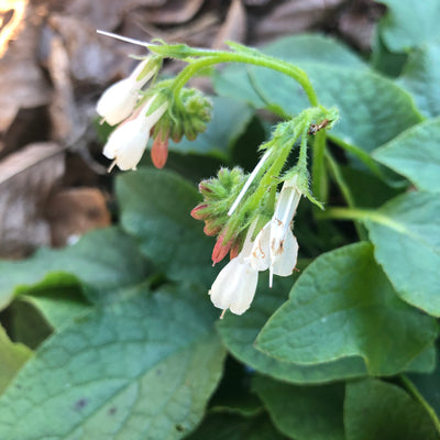 Puriri Lane | Symphytum grandiflorum | Creeping Comfrey