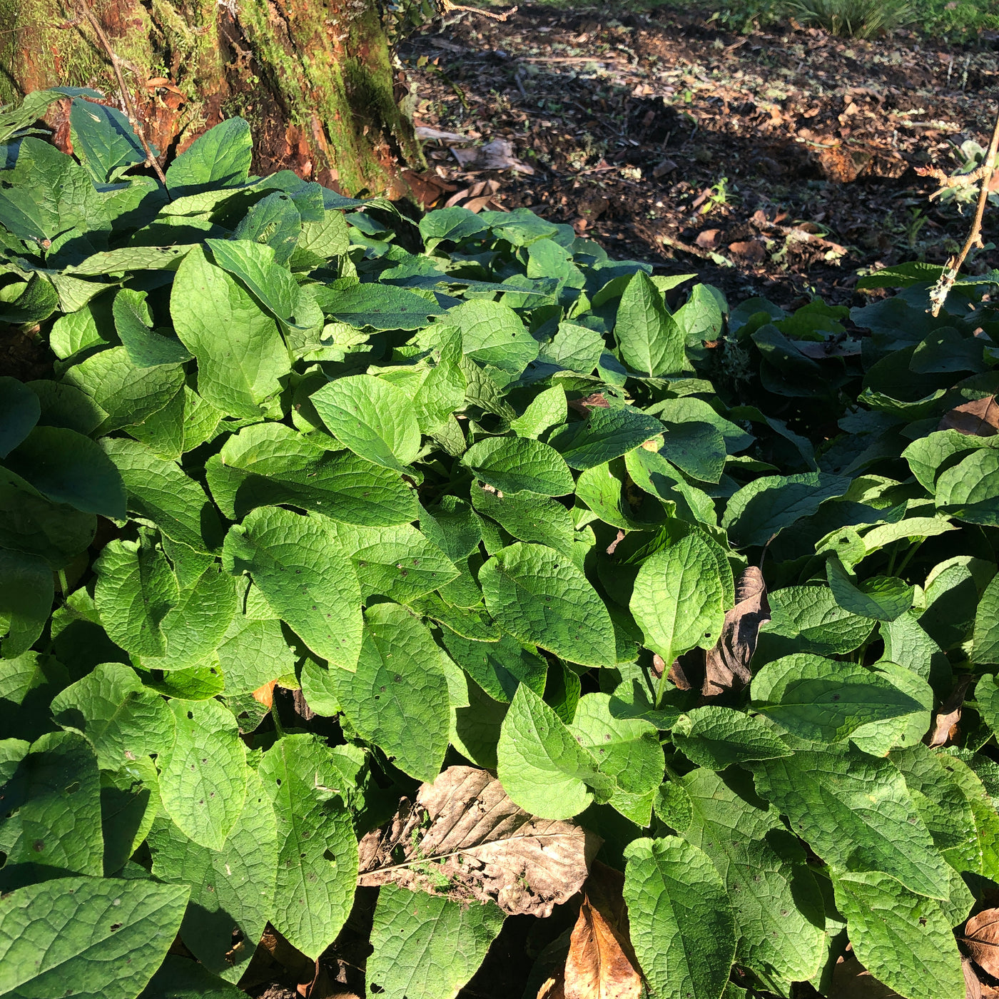 Puriri Lane | Symphytum grandiflorum | Creeping Comfrey