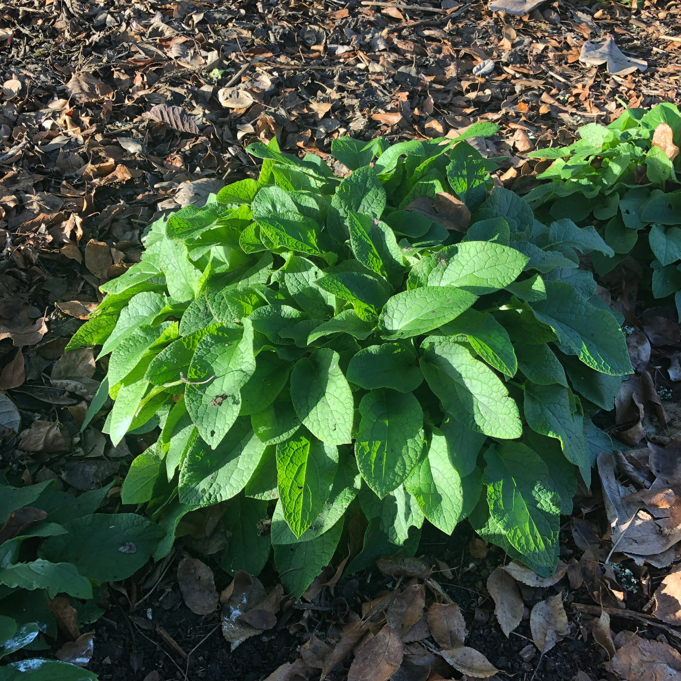 Puriri Lane | Symphytum grandiflorum | Creeping Comfrey