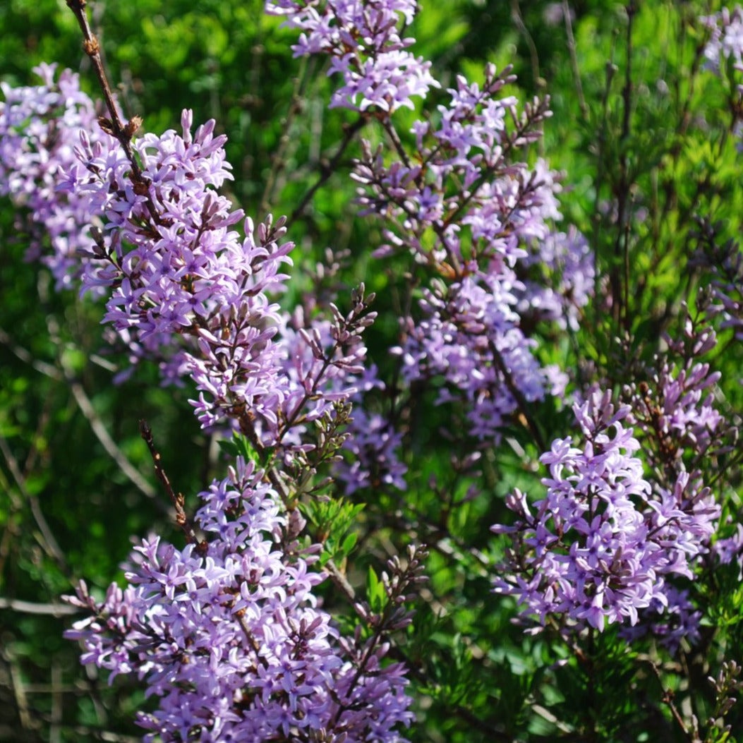 Puriri Lane | Syringa laciniata