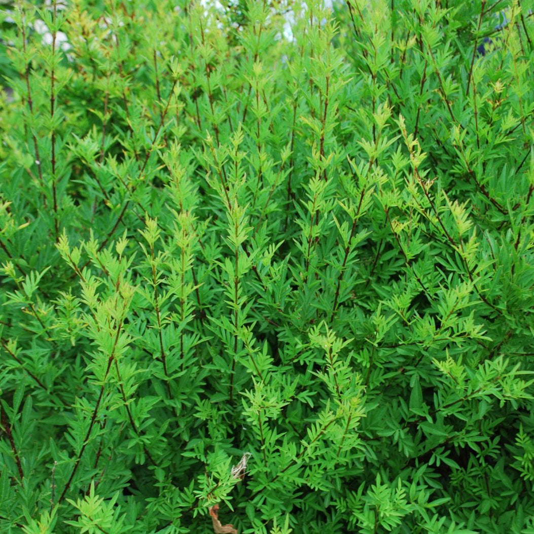 Puriri Lane | Syringa laciniata