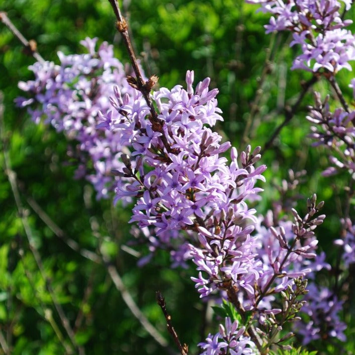 Puriri Lane | Syringa laciniata