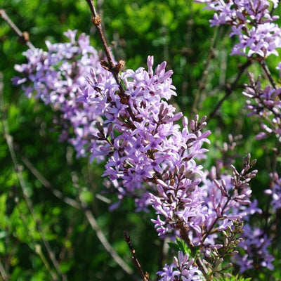 Puriri Lane | Syringa laciniata