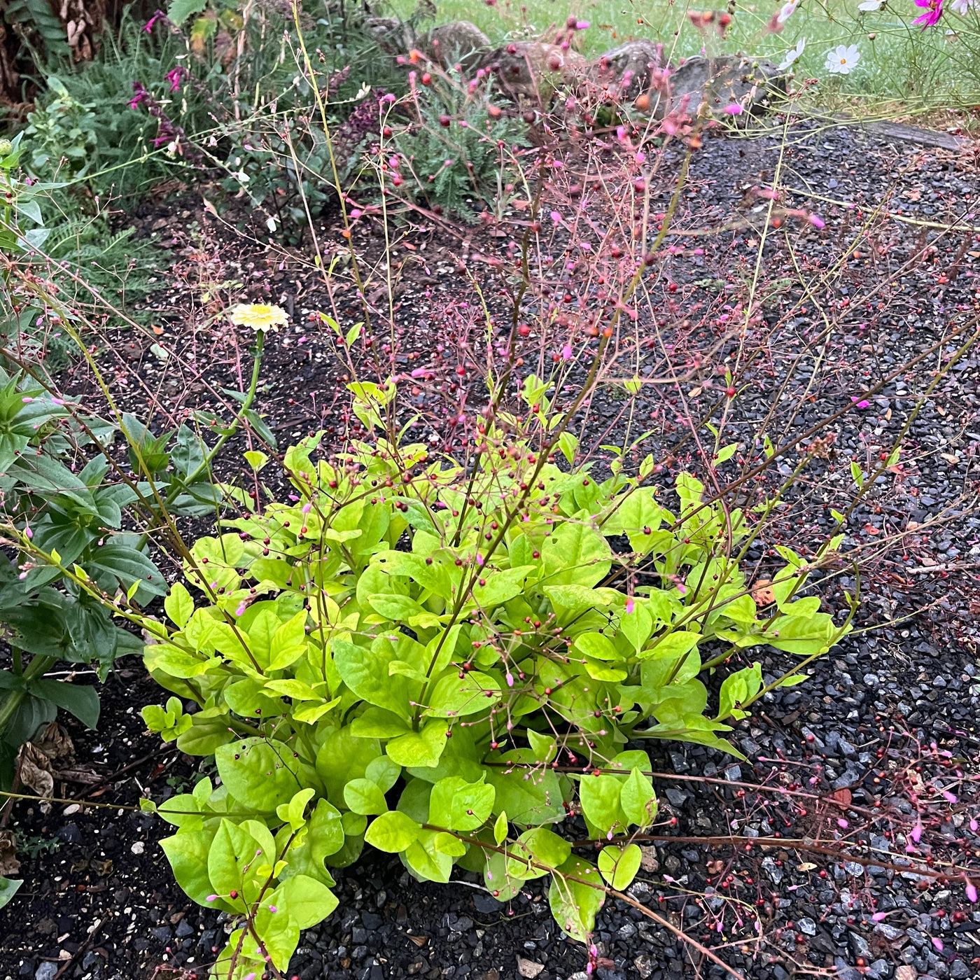 Puriri Lane | Talinum Paniculatum | Jewels Of Opar