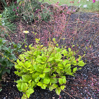 Puriri Lane | Talinum Paniculatum | Jewels Of Opar