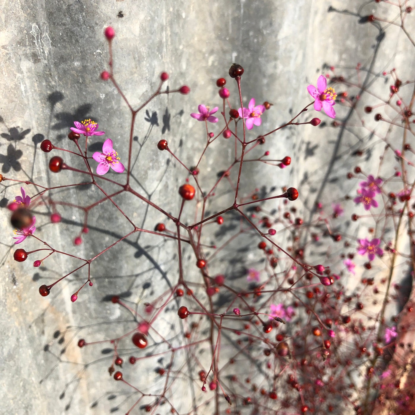 Puriri Lane | Talinum paniculatum | Jewels of Opar