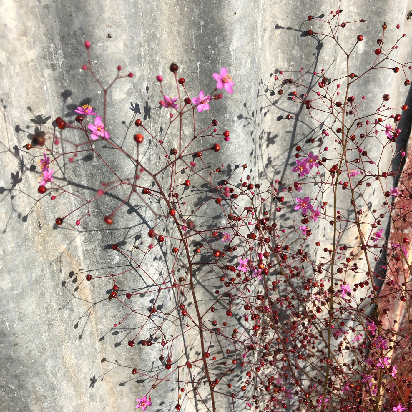 Puriri Lane | Talinum paniculatum | Jewels of Opar