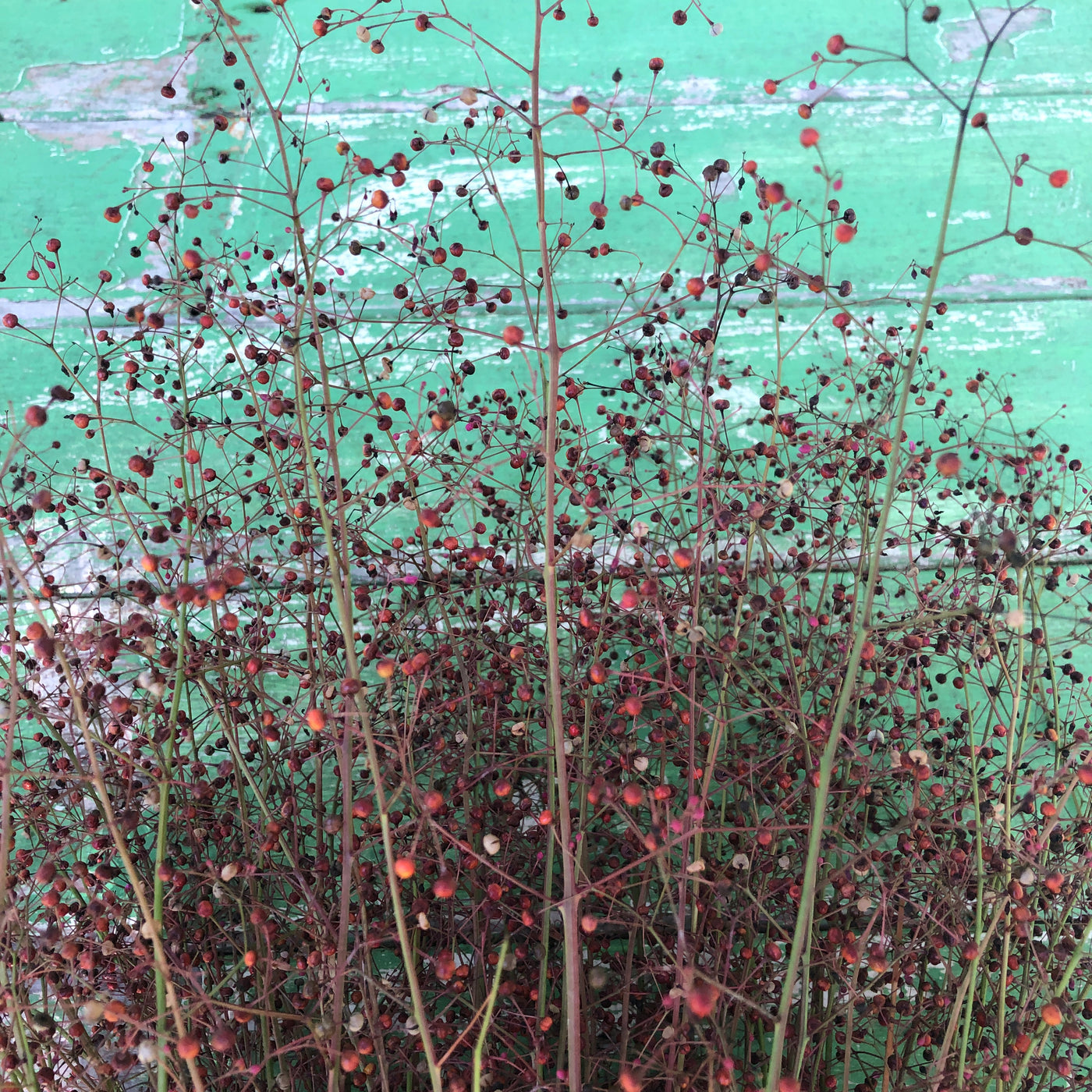 Puriri Lane | Talinum paniculatum | Jewels of Opar