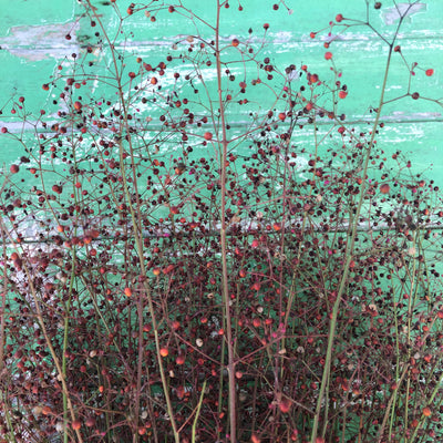 Puriri Lane | Talinum paniculatum | Jewels of Opar