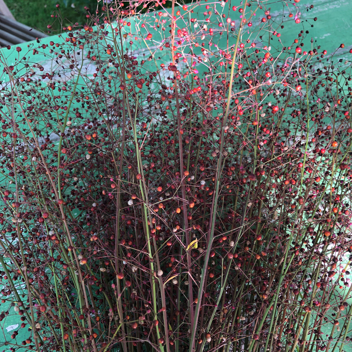 Puriri Lane | Talinum paniculatum | Jewels of Opar