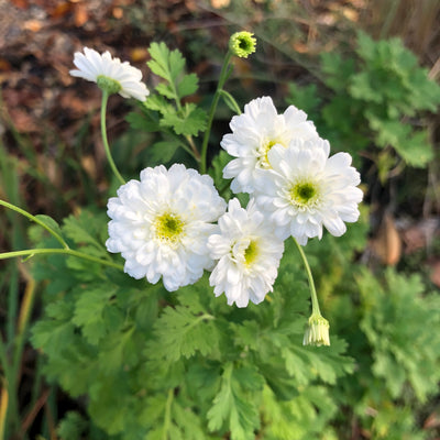 Puriri Lane | Tanacetum parthenium | Ultra Double White