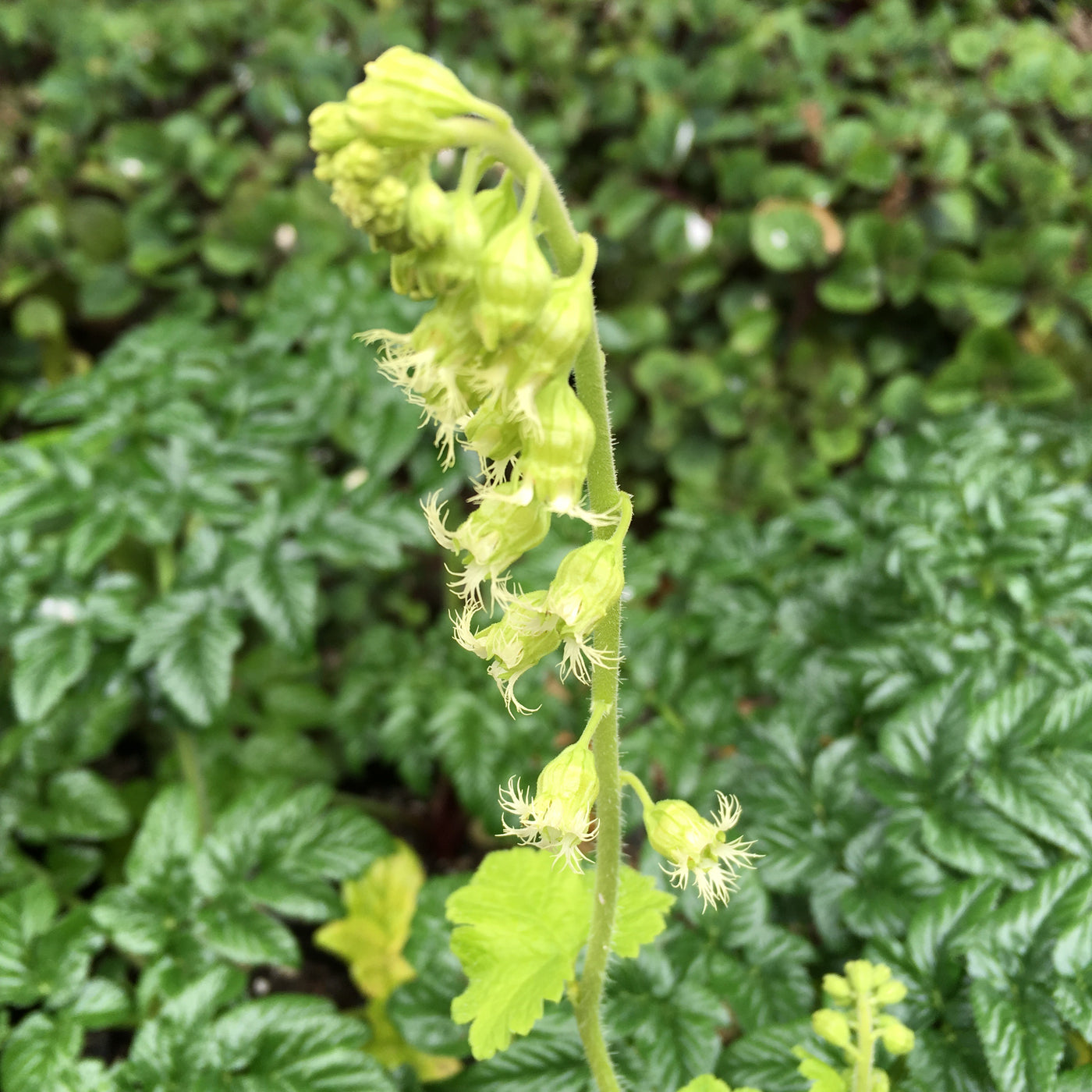 Tellima grandiflora | Fringe Cup