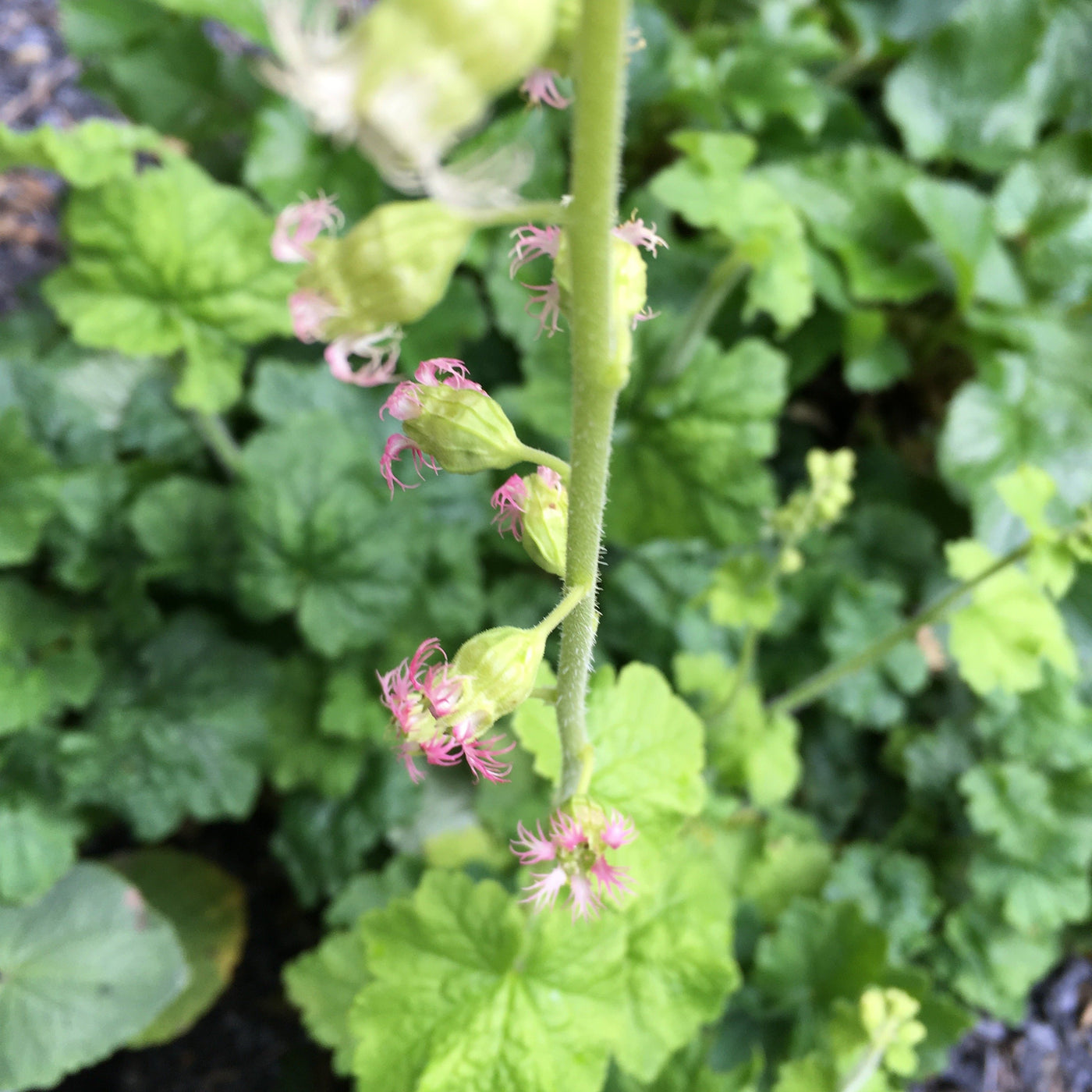 Puriri Lane | Tellima grandiflora
