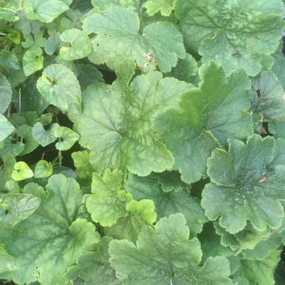 Puriri Lane | Tellima grandiflora | Fringe Cup