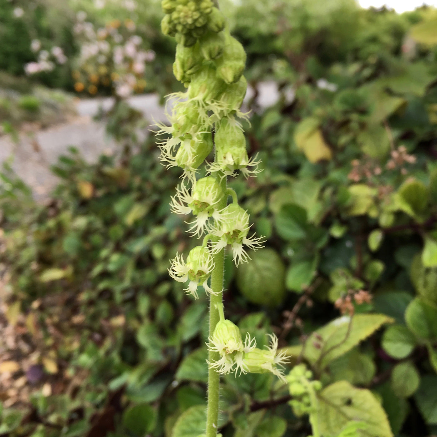 Puriri Lane | Tellima grandiflora | Fringe Cup