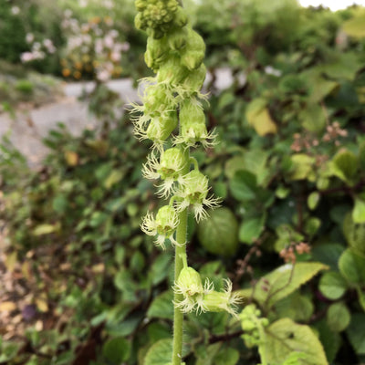 Puriri Lane | Tellima grandiflora | Fringe Cup