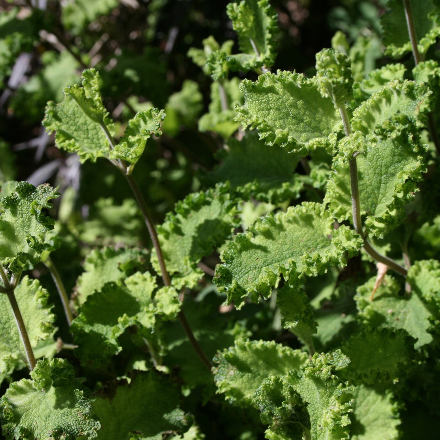 Puriri Lane | Teucrium scorodonia | Crispum Marginatum
