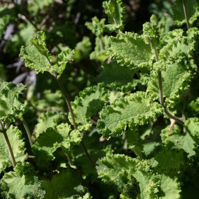 Puriri Lane | Teucrium scorodonia | Crispum Marginatum