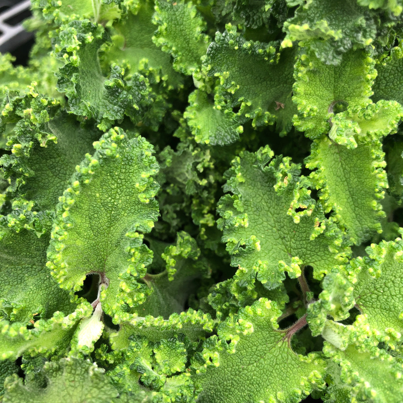 Puriri Lane | Teucrium scorodonia | Crispum Marginatum