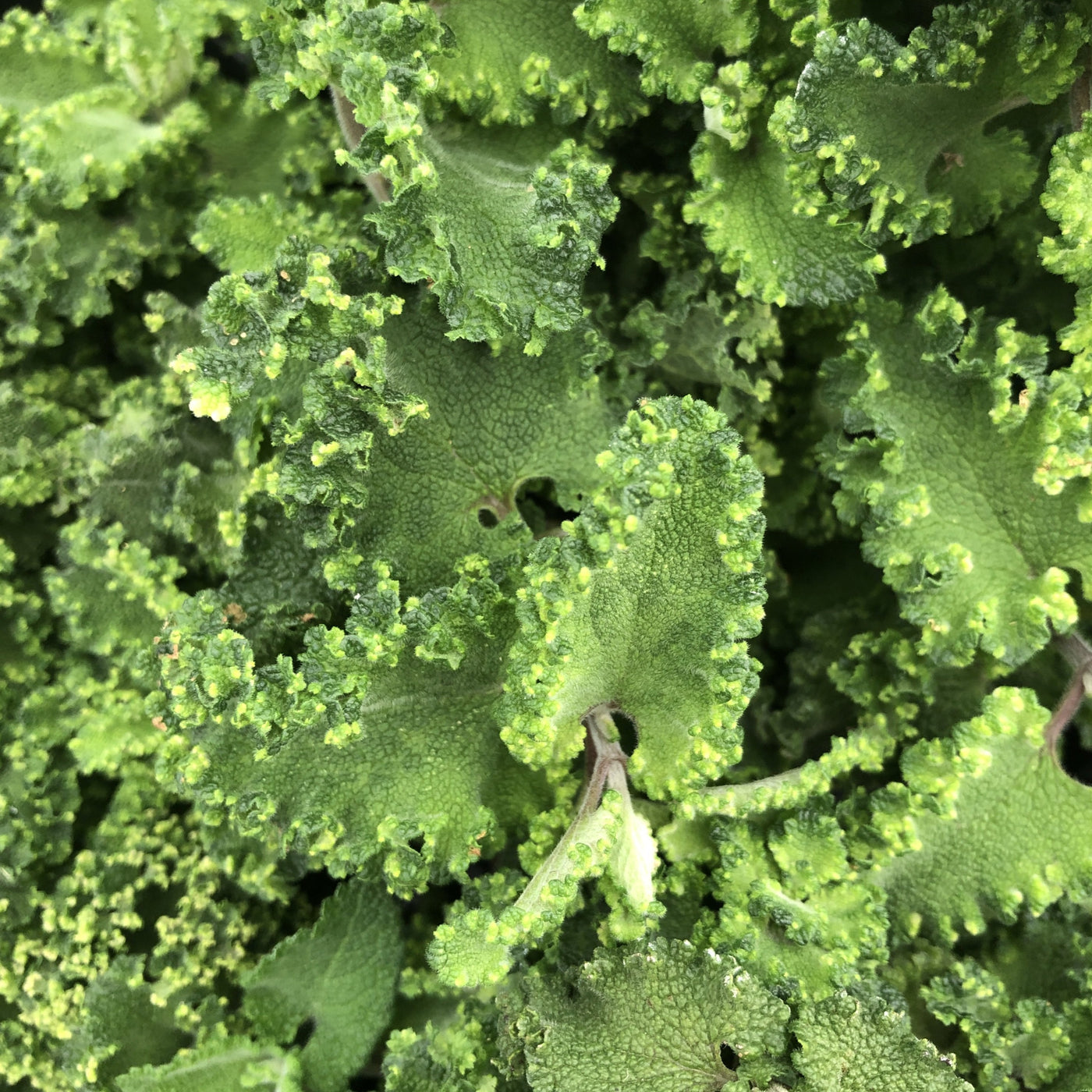 Puriri Lane | Teucrium scorodonia | Crispum Marginatum